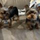CKC Teacup Yorkie puppies