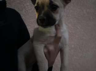 Pomchie puppy