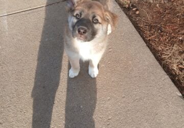 Shepard mix pup