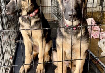 Purebred German Shepherd Puppies
