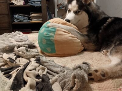 Husky