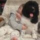AKC Landseer Newfoundland Puppies