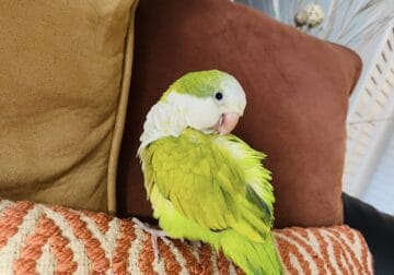 Green Opaline Quaker