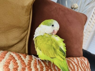 Green Opaline Quaker