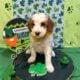 Mini Tri-Color Parti Poodle Puppies 15-20 lbs