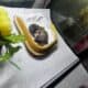 Leopard gecko available for rehoming, including ta