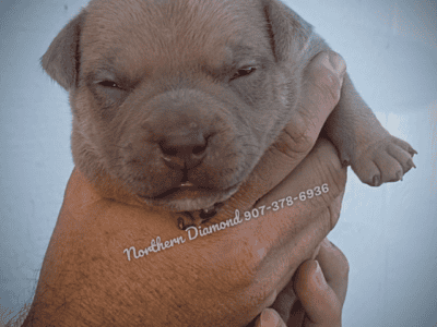 American Bullies