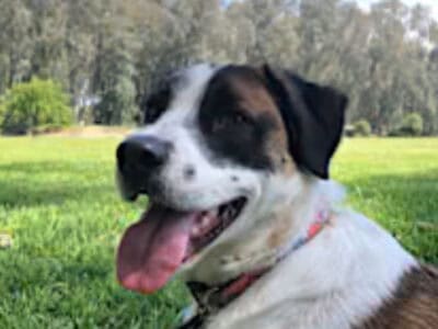 Looking to get these dogs a new home