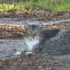 Elisha: Cat for Adoption