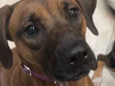 Molly Girl boxer/red boned coon hound mix