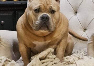 AMERICAN BULLY- MALE PUPPY