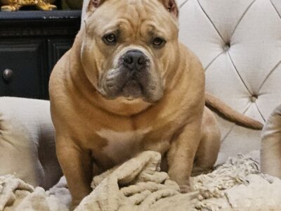 AMERICAN BULLY- MALE PUPPY