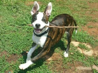 Beautiful Brindle Pitbull Female