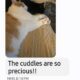 Sonny & Pepina- 2 cats needs a loving home.
