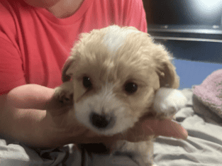 male aprocot maltipoo ready now