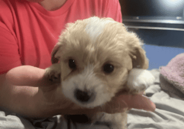 male aprocot maltipoo ready now