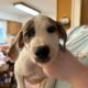 Pit Hound Mix Puppies