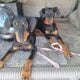 Doberman puppies