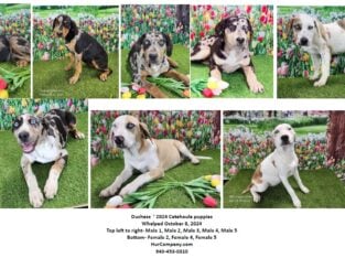 Catahoula puppies- Duchess 2024
