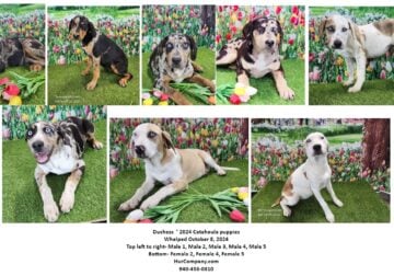 Catahoula puppies- Duchess 2024