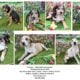 Catahoula puppies- Duchess 2024