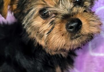 Morkie Girl Pink