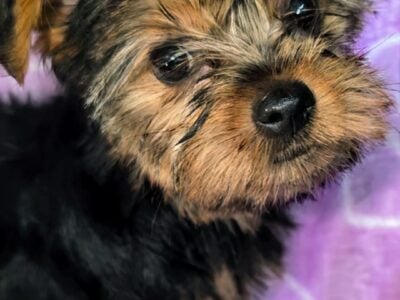 Morkie Girl Pink