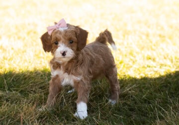F1B Cavapoo female puppy in Indiana (Aspen)