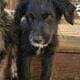 Beautiful Aussiedoodle puppies for sale