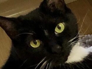 Affectionate Adult Cat Needs a New Home