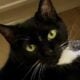 Affectionate Adult Cat Needs a New Home