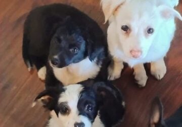 Border Collies