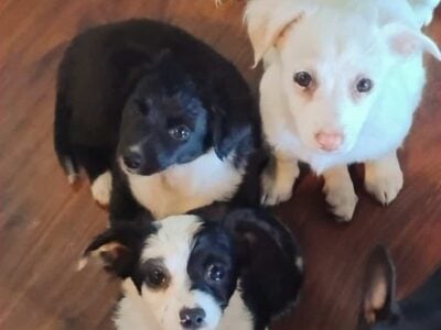 Border Collies