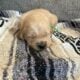 Akc Golden Retriever puppies