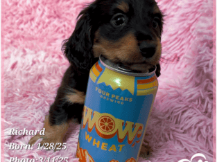 Richard the Weenie Dog – Purebred Dachshund