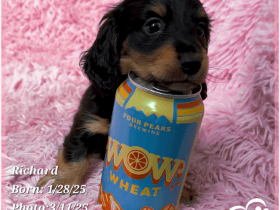Richard the Weenie Dog – Purebred Dachshund