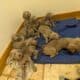 Weimaraner puppies