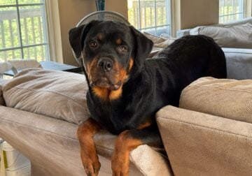 Rottweiler female puppy