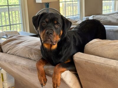 Rottweiler female puppy