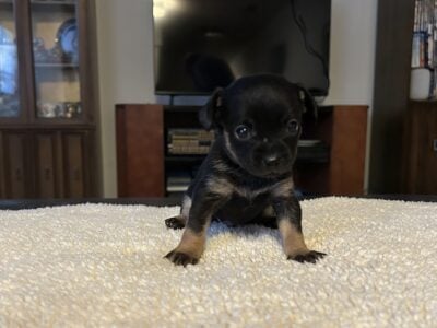 Chihuahua Puppies