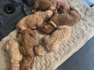 Golden doodle puppies