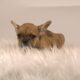 Litter of 6 French Bulldog Puppies