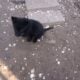 Akc black german ShepherdS
