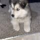Puppie for sale