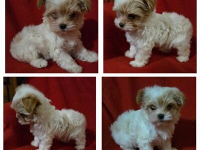 Adorable Yorkshire puppies