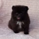 Fluffy Ball Black Pomeranian Puppy Male