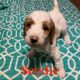 Goldendoodle F1B