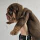 English Bulldog Chocolate AKC