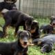 Doberman Puppies