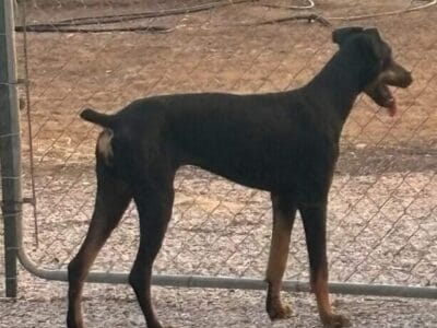 Doberman